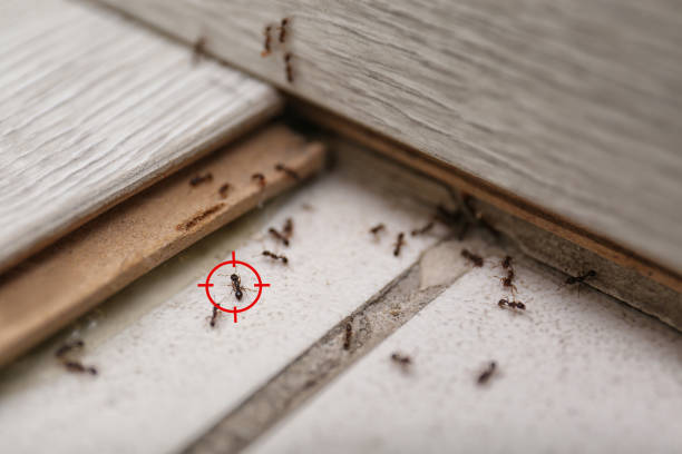 Trusted Florence Graham, CA Pest Control Experts