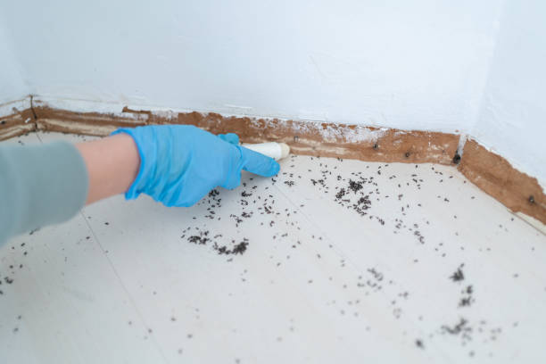 Best Exterminator Services  in Florence Graham, CA