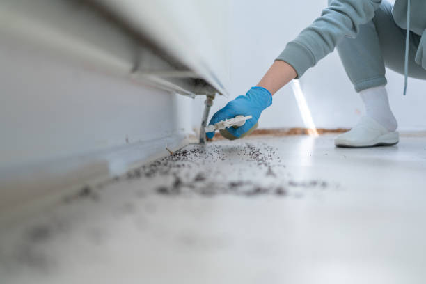 Best Flea Control Services  in Florence Graham, CA